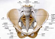 骨盤前面（靭帯）