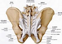 骨盤後面（靭帯）