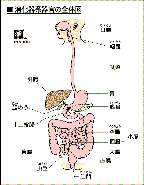 syoukaki