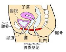 骨盤底筋