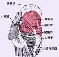 臀筋群