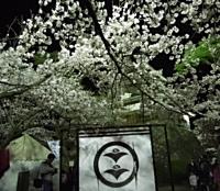 丸岡城の夜桜 009
