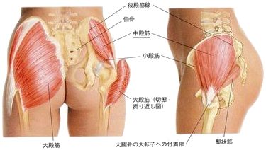 骨盤の筋肉