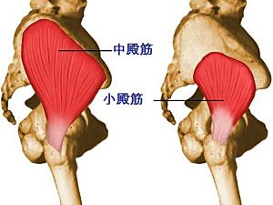 小殿筋