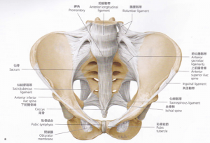 骨盤前面（靭帯）