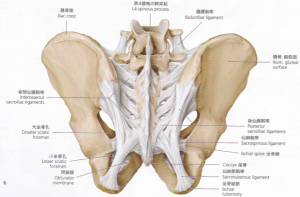 骨盤後面（靭帯）