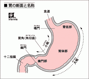 胃