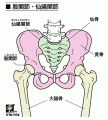 仙腸関節